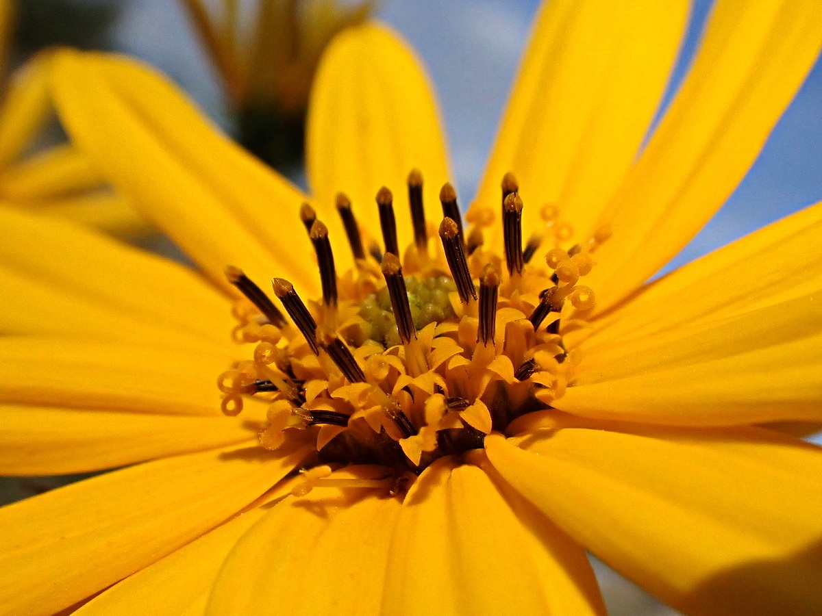 Изображение особи Helianthus tuberosus.