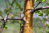 род Betula