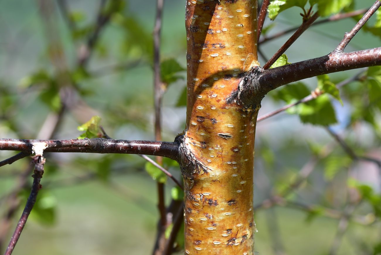 Изображение особи род Betula.