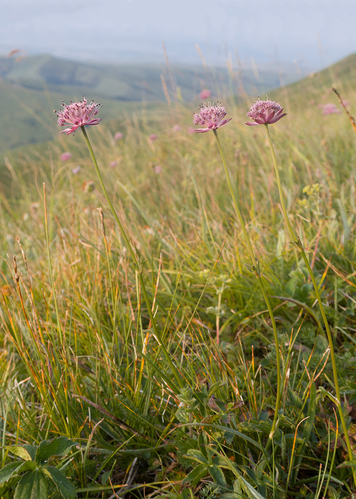 Изображение особи род Astrantia.