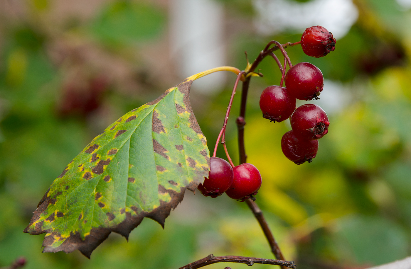 Image of genus Crataegus specimen.