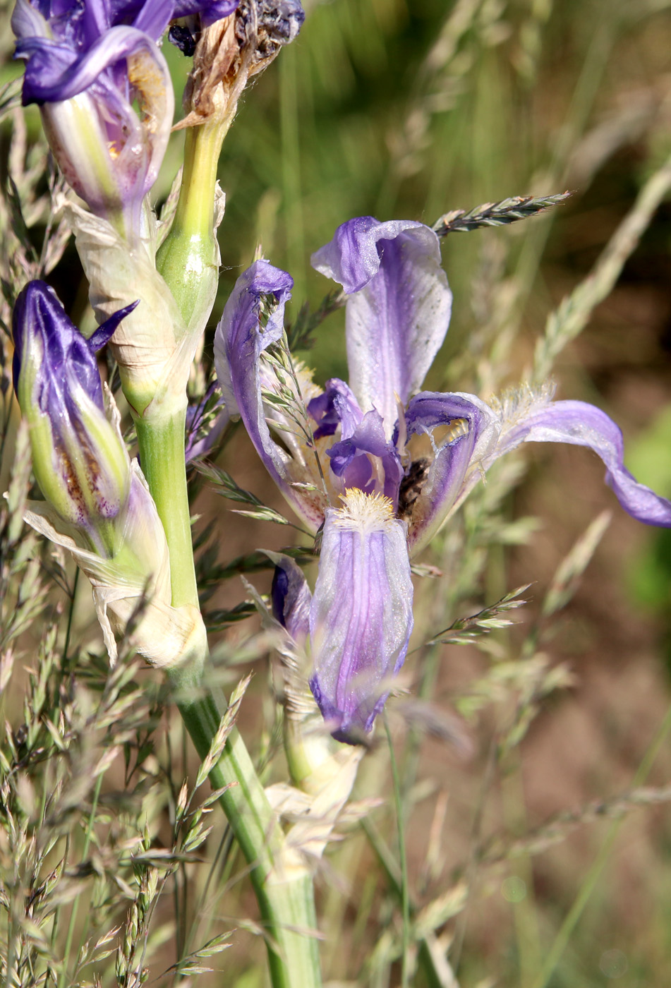 Изображение особи Iris pallida.
