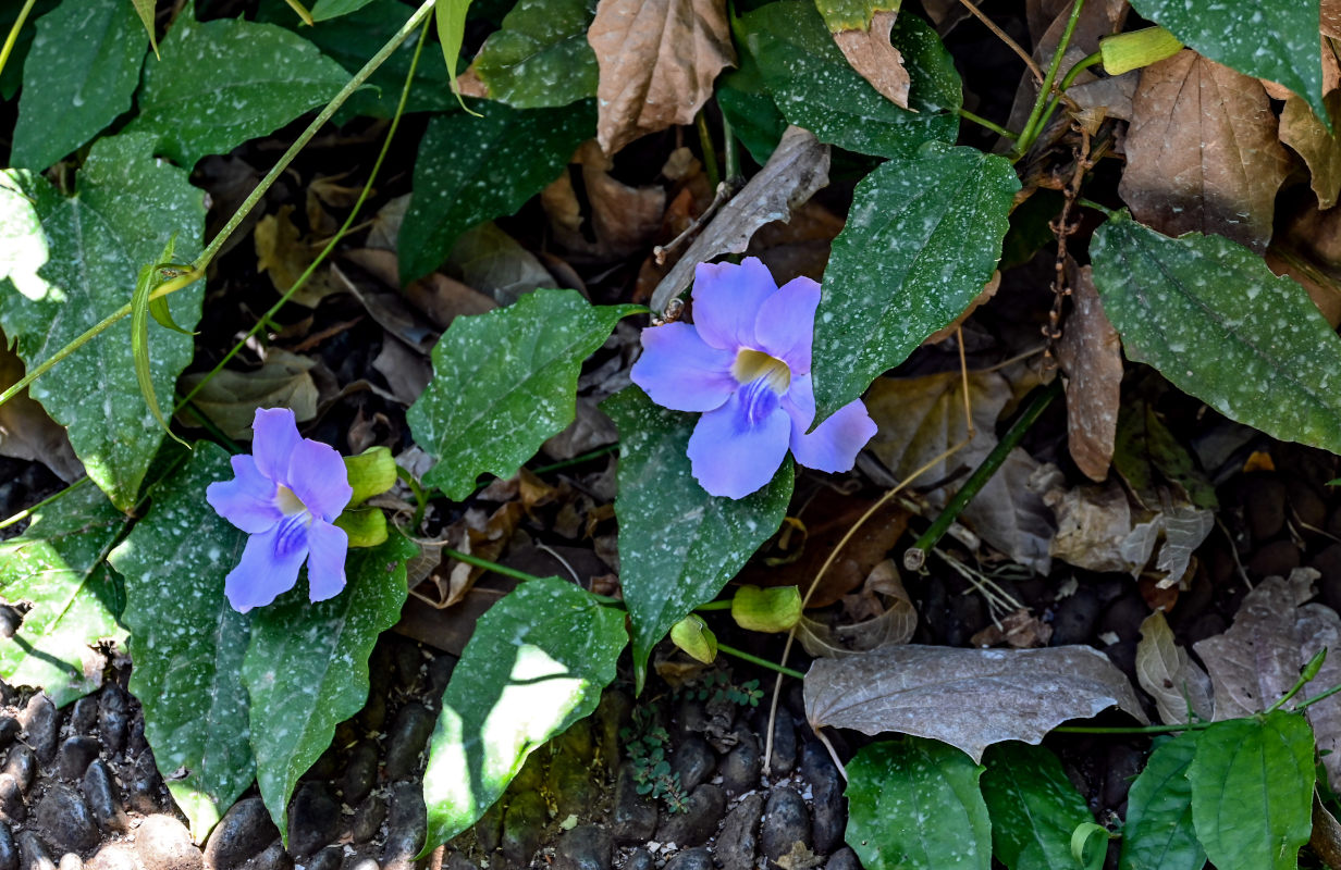 Изображение особи Thunbergia laurifolia.