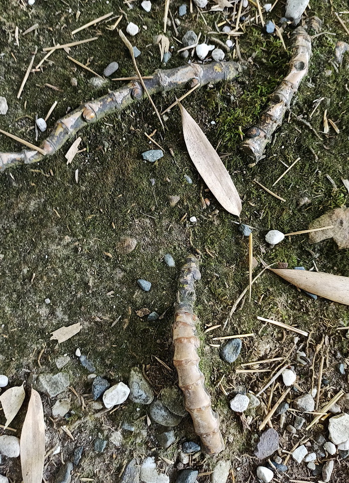 Изображение особи Phyllostachys sulphurea.