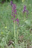 Anacamptis × gennarii hybrid subspecies orientecaucasica. Цветущее растение (высота — 38 см; длина соцветия — 18 см), рядом с родительским таксоном Anacamptis morio ssp. caucasica (справа). Дагестан, Дербентский р-н, с/п Джалган, гора Джалган, выс. ок. 481 м н.у.м., мелкотравная лужайка. 25.04.2025.