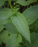 Symphytum asperum. Лист и пазушный побег. Абхазия, Гудаутский р-н, Рицинский реликтовый национальный парк, хр. Авадхара, дол. р. Авадхара, хвойно-широколиственный лес, берег ручья. 1600 м н.у.м. 09.06.2025.