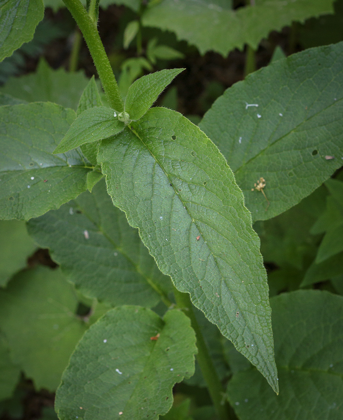 Image of Symphytum asperum specimen.