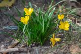 Sternbergia lutea. Цветущее растение. Крым, г. Ялта, в культуре. 21.10.2025.