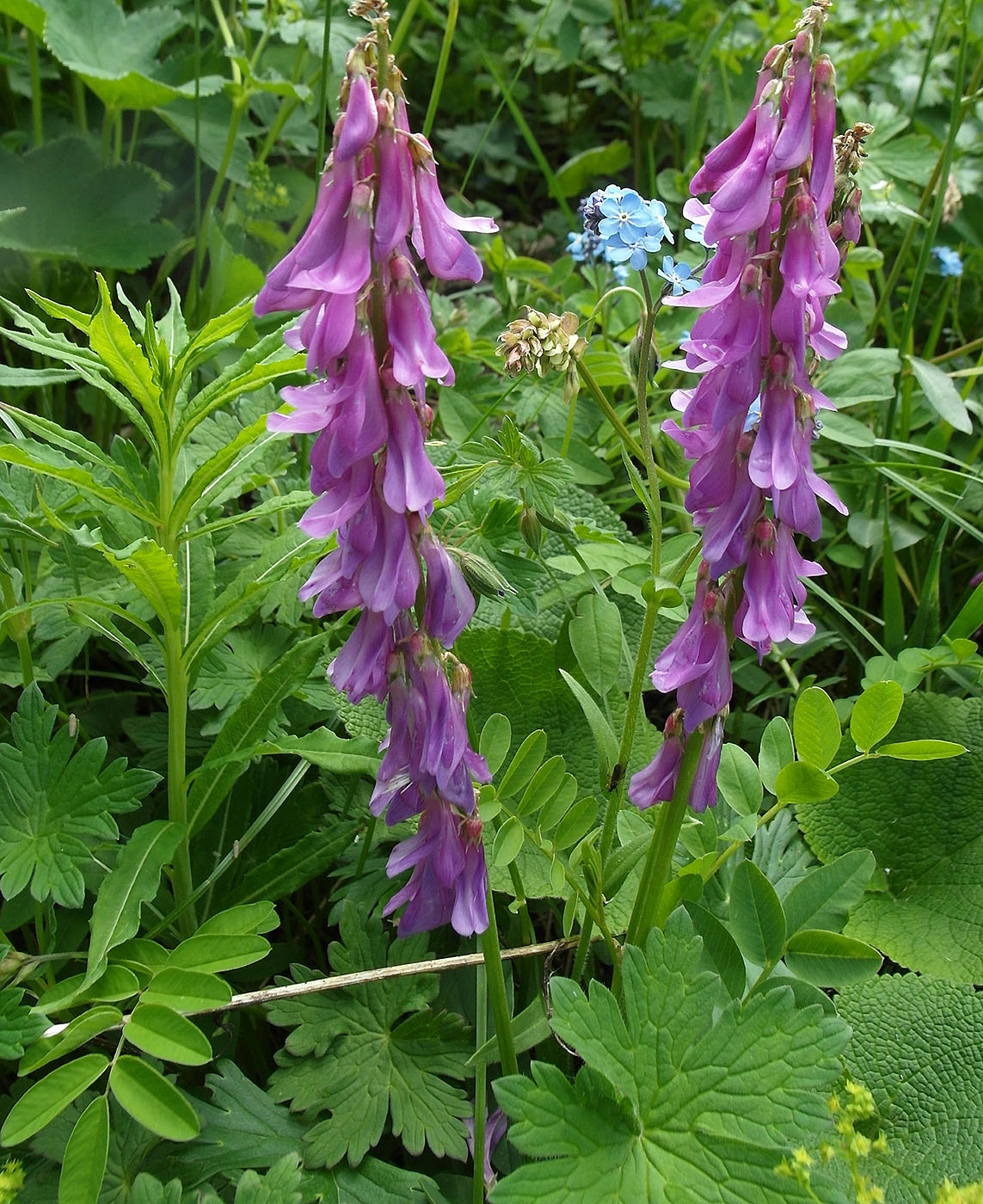 Image of Hedysarum neglectum specimen.