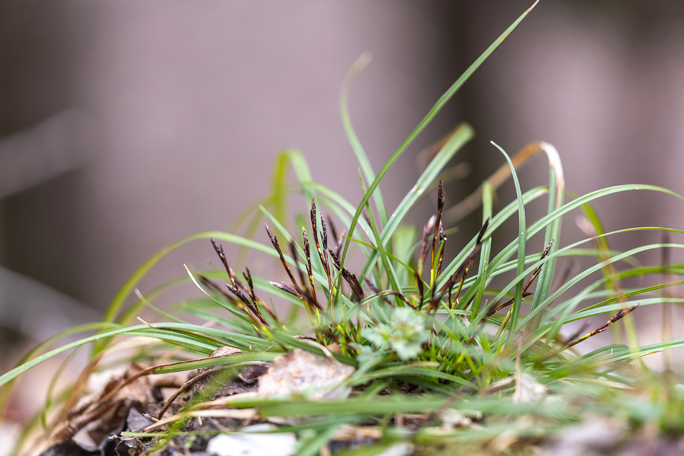 Image of Carex digitata specimen.