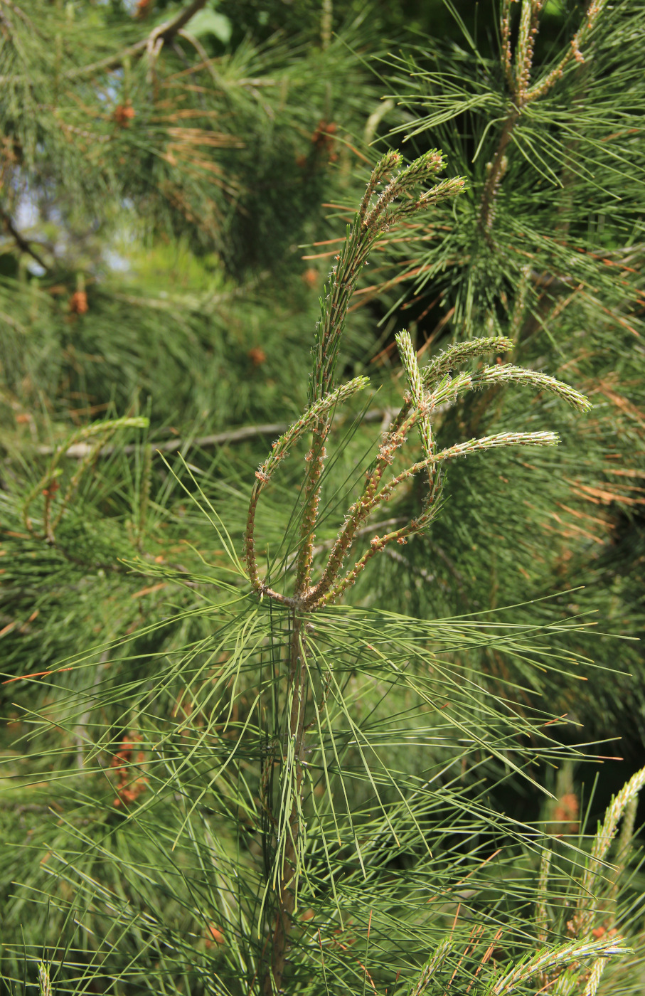 Изображение особи Pinus pityusa.
