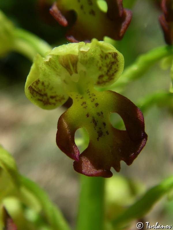 Image of Orchis punctulata specimen.