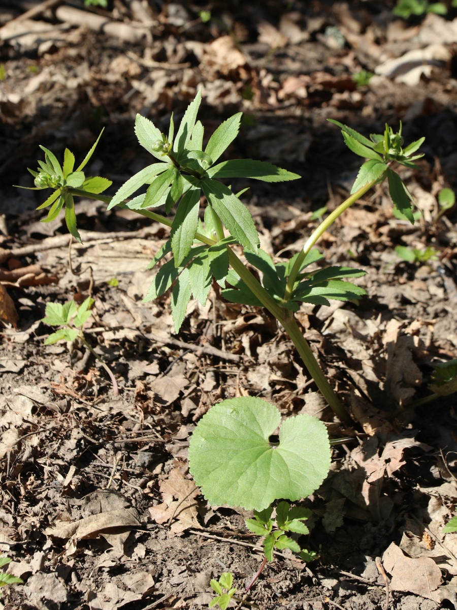 Image of Ranunculus cassubicus specimen.