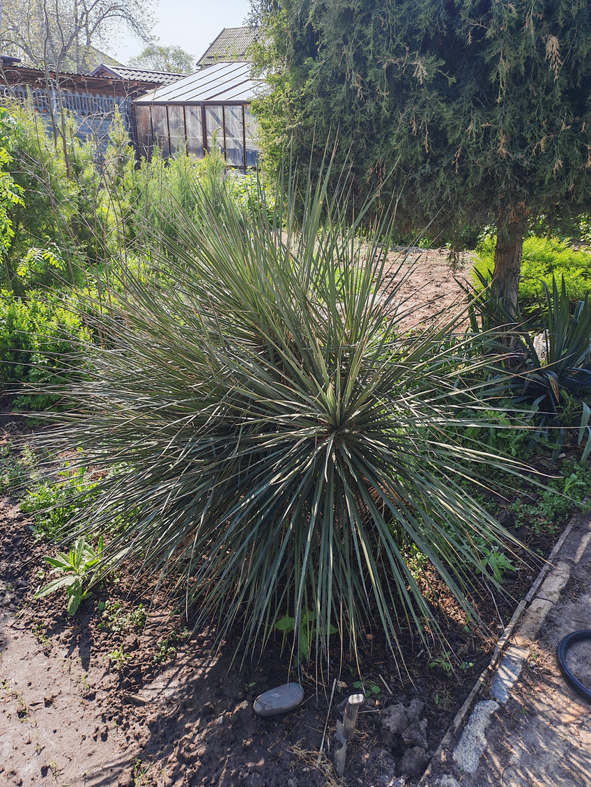 Image of genus Yucca specimen.