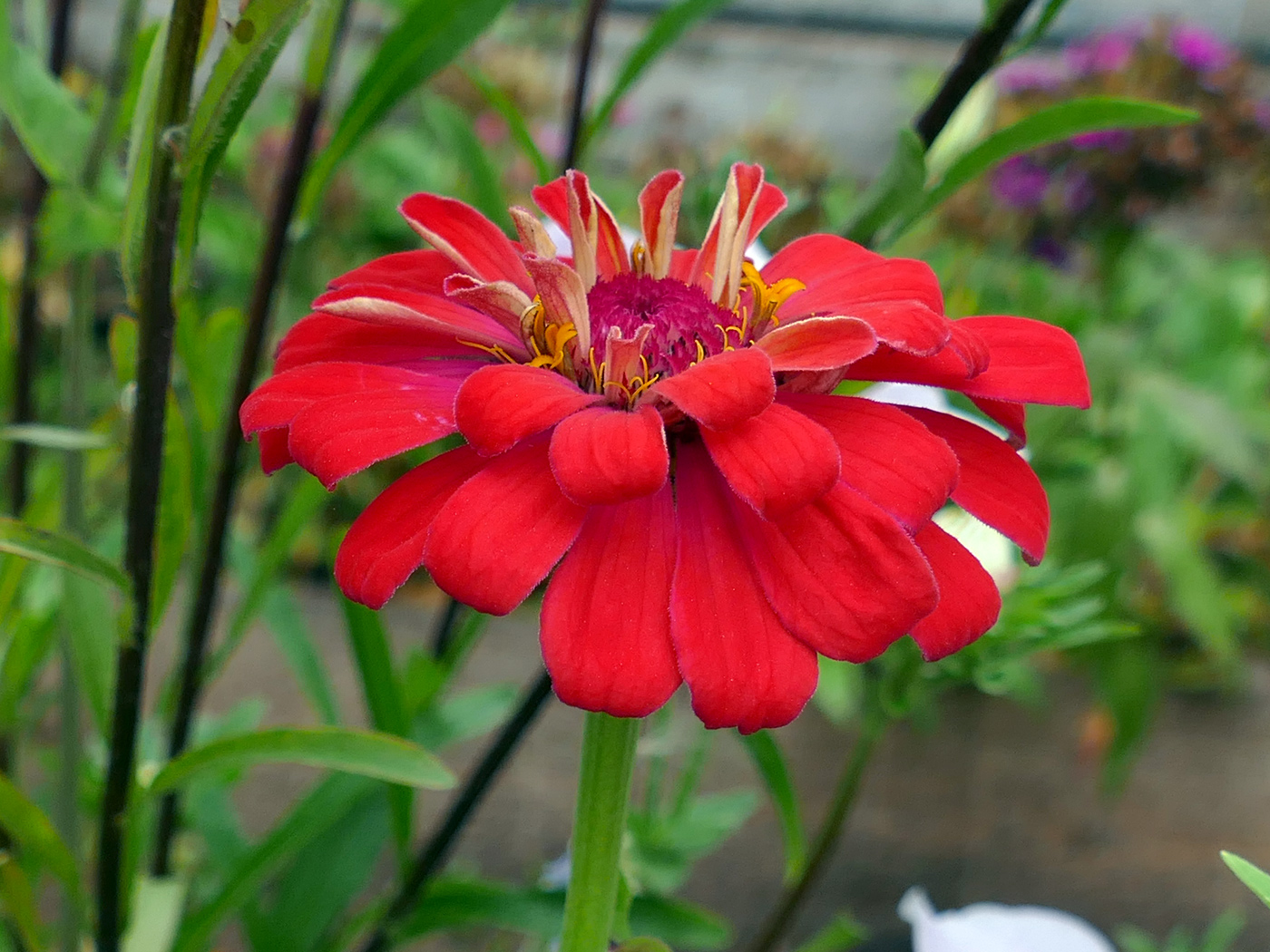 Изображение особи Zinnia elegans.
