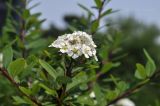 род Spiraea. Верхушка побега с соцветием. Приморский край, г. Владивосток, о. Русский, кампус ДВФУ, в озеленении. 28.06.2024.