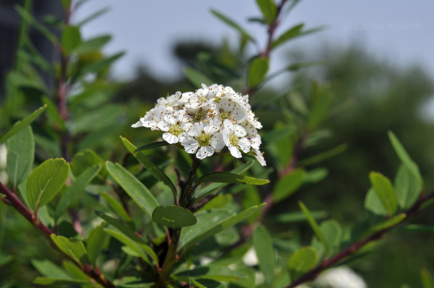 Изображение особи род Spiraea.