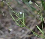 Gypsophila elegans