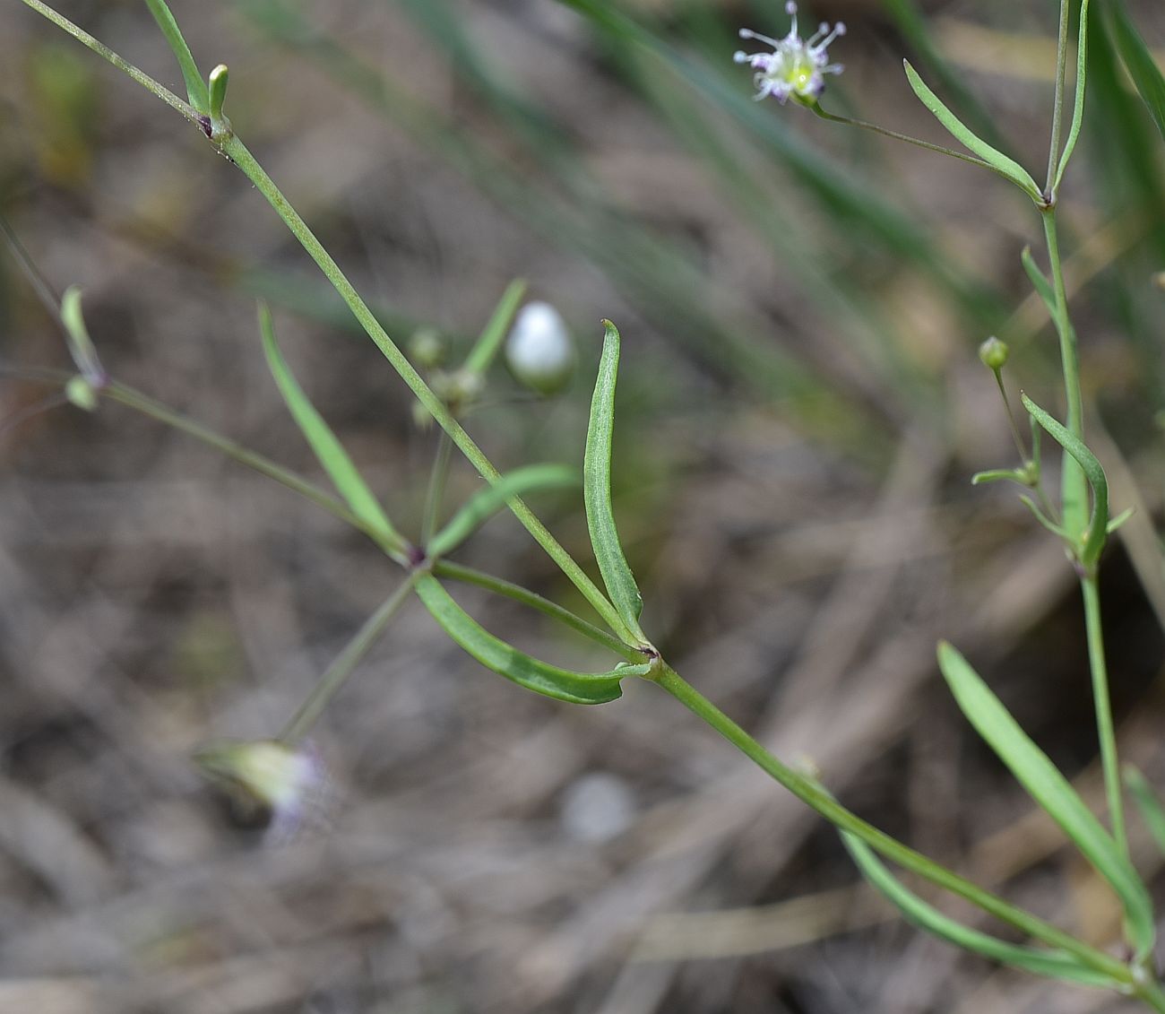 Изображение особи Gypsophila elegans.