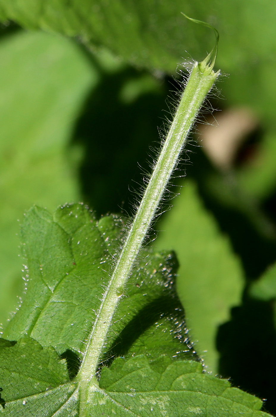 Image of Stachys sylvatica specimen.