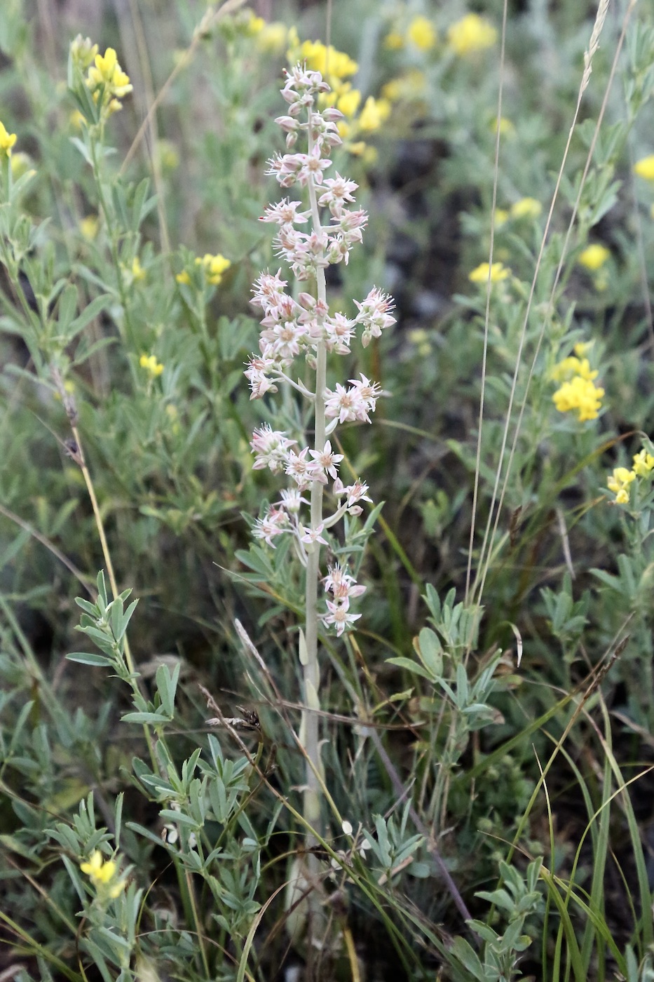 Image of Rosularia paniculata specimen.