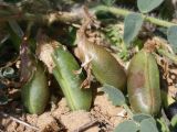 Astragalus longipetalus. Плоды. Астраханская обл., Наримановский р-н, окр. пос. Сайгачный, Пески Давсна, частично закреплённые пески. 10 мая 2026 г.