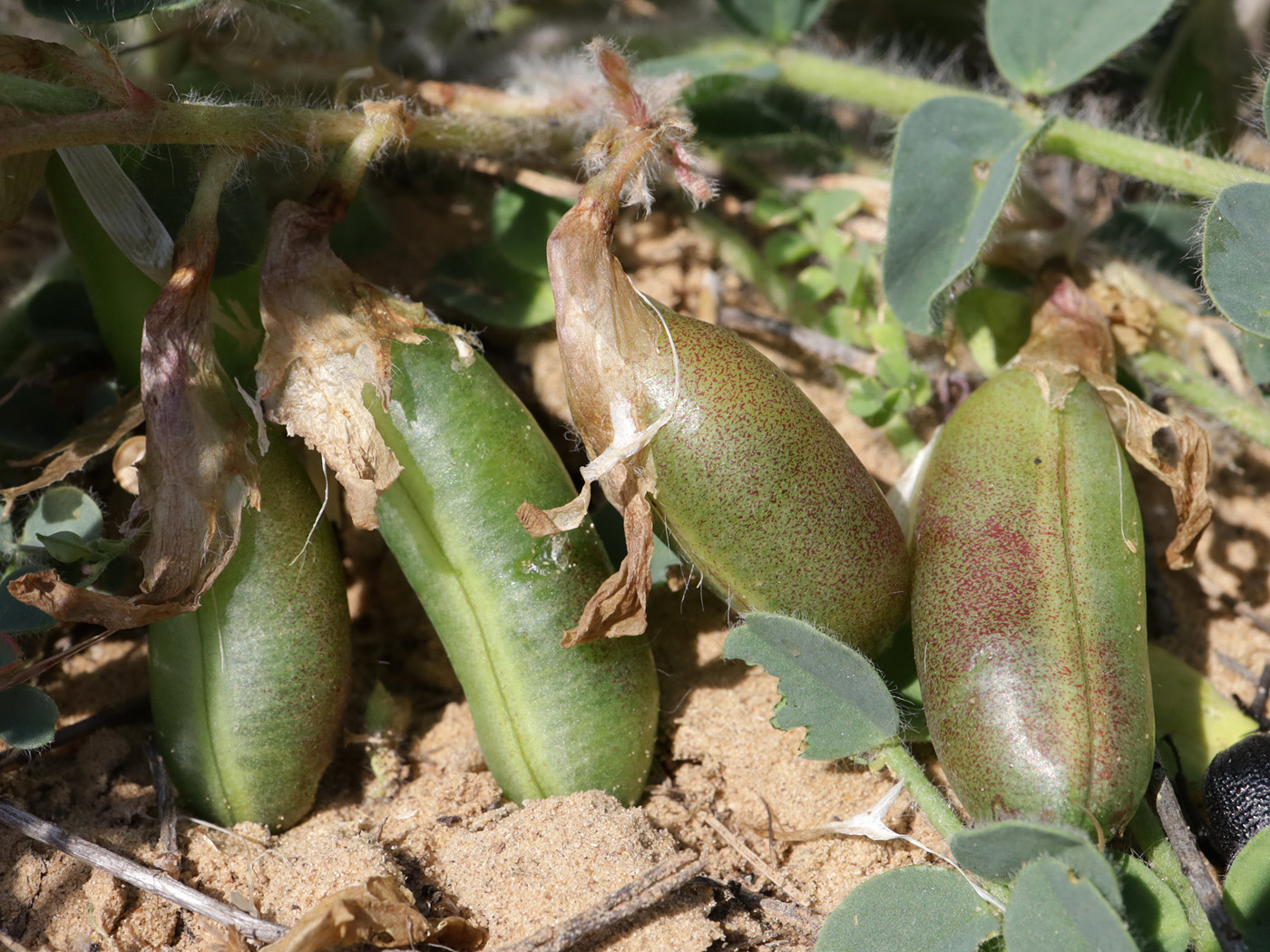 Image of Astragalus longipetalus specimen.