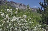 Amelanchier ovalis. Верхушки цветущих ветвей. Крым, Караби-яйла, ур. Чигенитра, поляна. 16.05.2026.