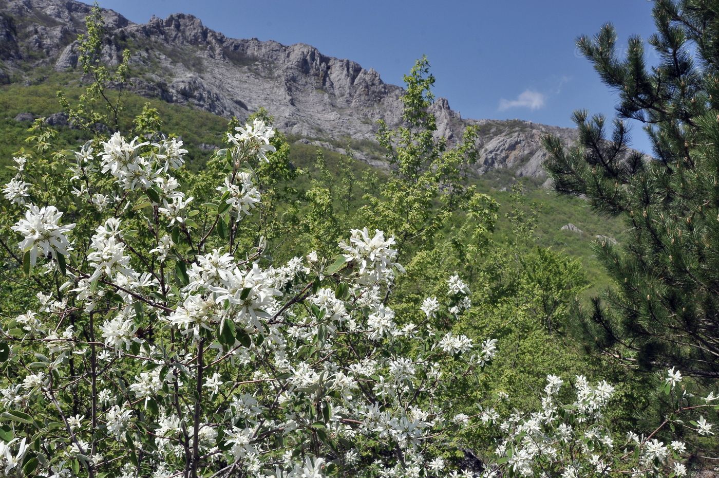 Image of Amelanchier ovalis specimen.