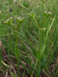 Valerianella muricata