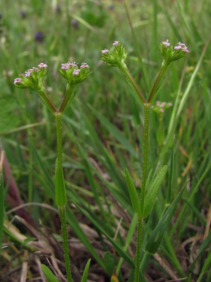 Изображение особи Valerianella muricata.