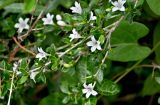 Serissa japonica. Верхушка ветви с цветками. Китай, пров. Цзянсу, г. Сучжоу, в культуре. 27.05.2025.