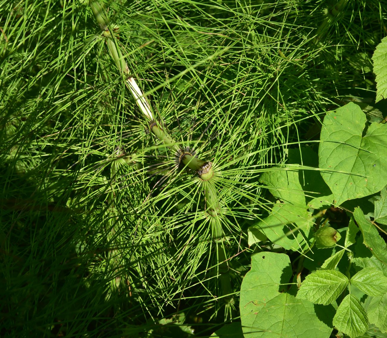 Image of genus Equisetum specimen.