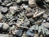 genus Astragalus. Плодоносящее растение. Казахстан, Жетысуская обл., Алакольский р-н; Алакольская впадина, предгорья Джунгарского Алатау на участке между р. Ыргайты и с. Коктума (Джунгарские Ворота), щебнистая пустыня. 8 мая 2026 г.