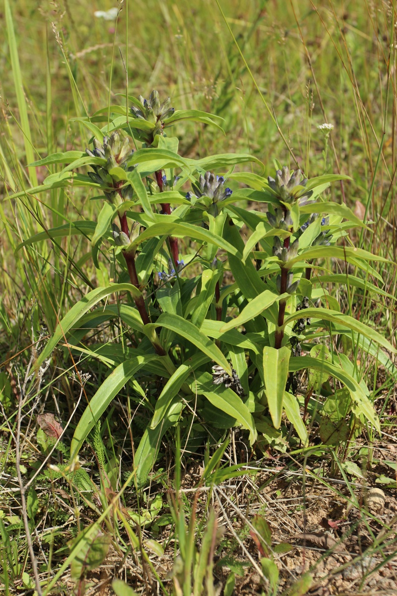 Image of Gentiana cruciata specimen.
