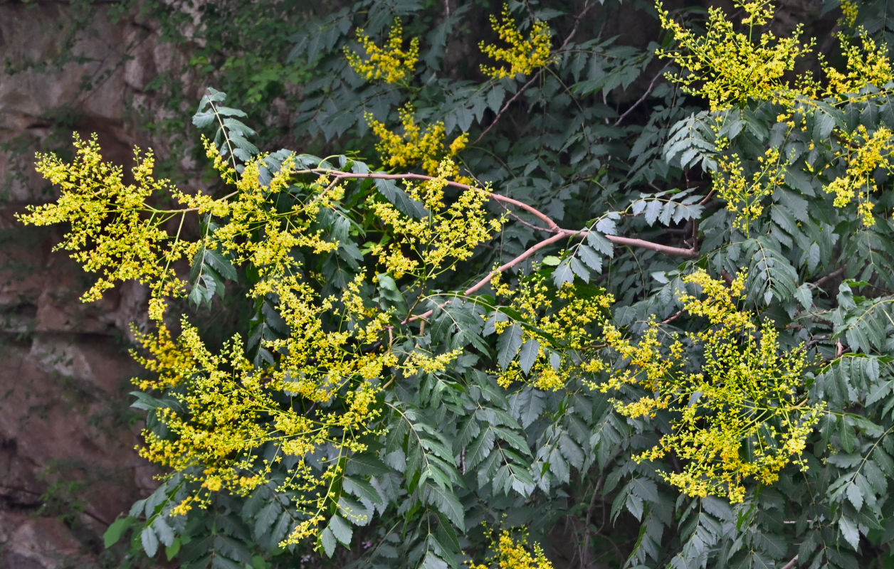 Изображение особи Koelreuteria bipinnata.
