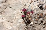 genus Pseudosedum. Цветущее растение. Узбекистан, Сурхандарьинская обл., гора Бабатаг, восточная сторона кишлака Чагам, до водораздельной части хр. Боботаг, ок. 1450 м н.у.м., 12.04.2025.