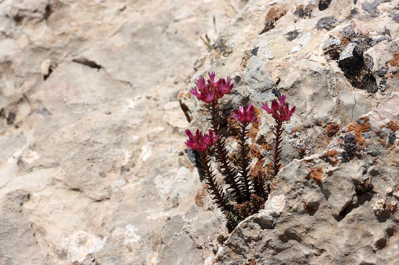 Image of genus Pseudosedum specimen.