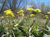 Taraxacum kok-saghyz. Цветущие растения. Казахстан, Жетысуская обл., Панфиловский р-н; пойма р. Или, полянка в туранговом редколесье. 25 апреля 2026 г.