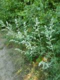 Artemisia vulgaris. Плодоносящее растение. Республика Молдова, муниципалитет Кишинёв, г. Кодру, пустырь. 1 августа 2026 г.