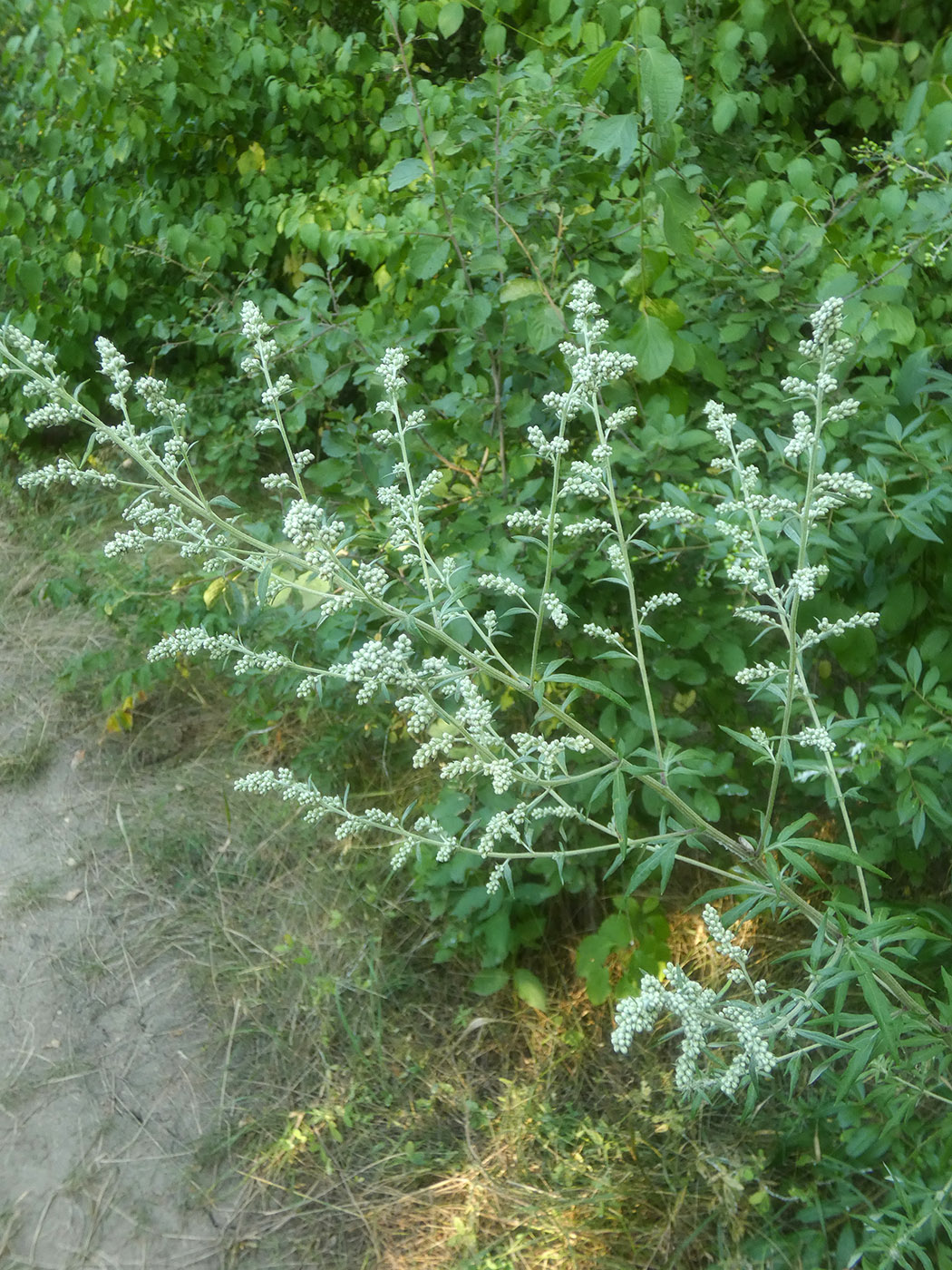 Image of Artemisia vulgaris specimen.