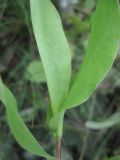 Bupleurum rotundifolium