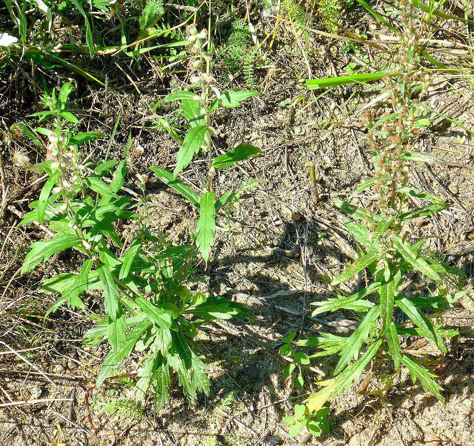 Image of Artemisia integrifolia specimen.