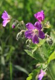 Geranium sylvaticum