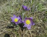 Pulsatilla orientali-sibirica