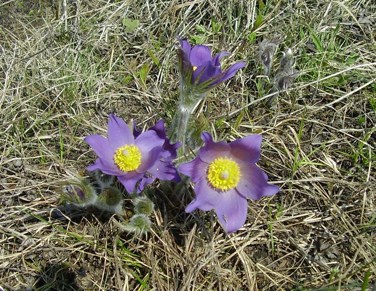 Image of Pulsatilla orientali-sibirica specimen.