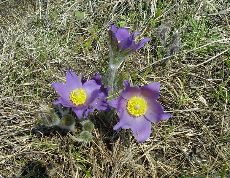 Изображение особи Pulsatilla orientali-sibirica.