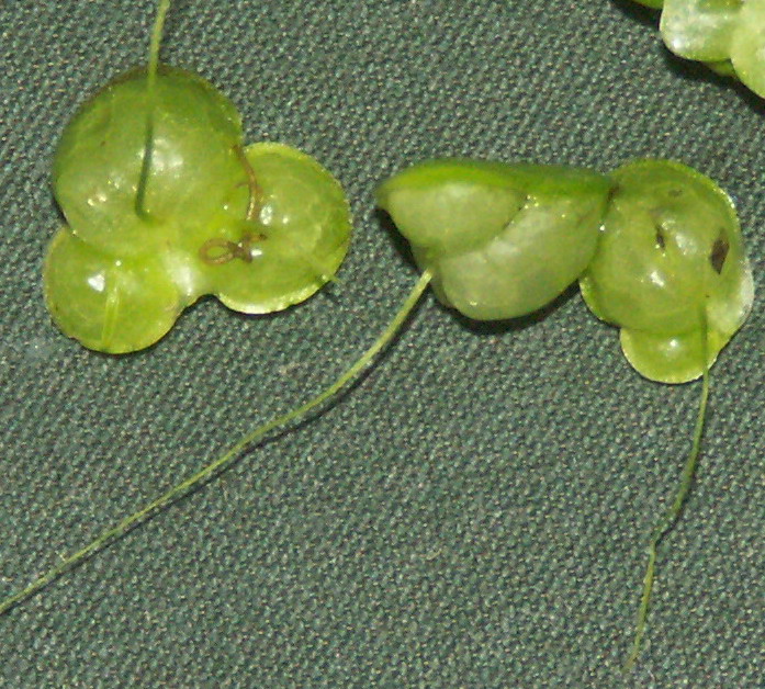 Image of Lemna gibba specimen.