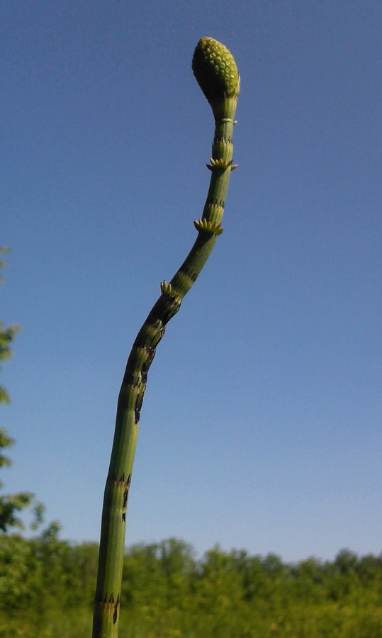 Image of Equisetum fluviatile specimen.