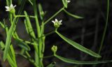 Thesium ebracteatum